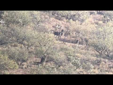 OTC Arizona archery Mule deer hunt 