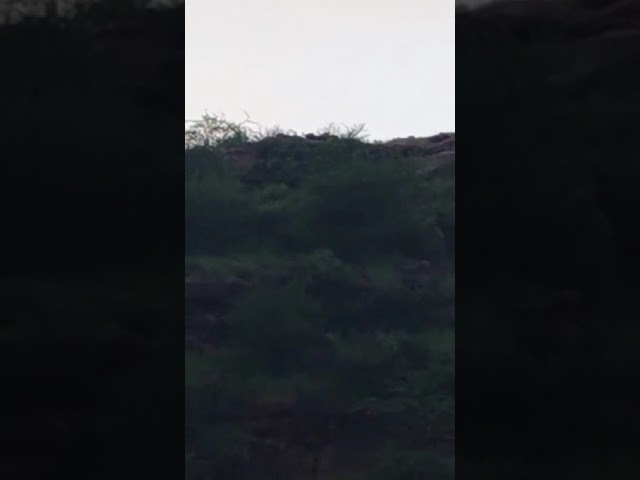 जगनेर में तेंदुए की दहशत, वीडियो वायरल