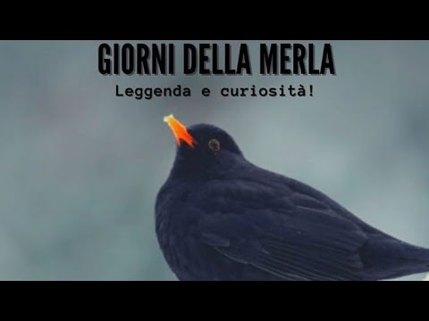 Reportage: I giorni della merla