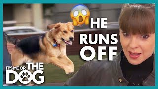 Uncontrollable Puppy ON and OFF Leash 😬 | It’s Me or The Dog