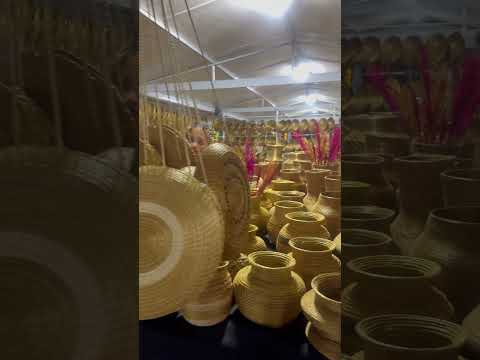 Capim Dourado o Ouro do Tocantins #Brazil2025