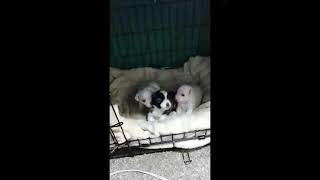 Chiweenie Puppies Videos