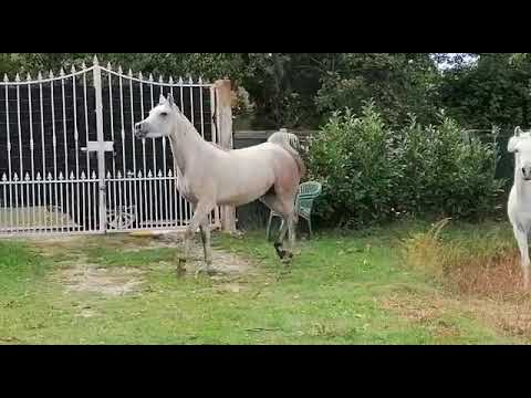 Esperanza wadee al shaqab..