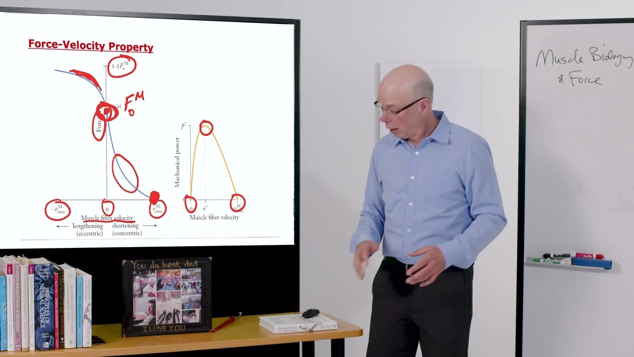 Biomechanics of Movement | Lecture 4.2: Basic Muscle Properties: Force-Length and Force-Velocity