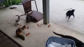 faze tari faza sperietura pisici