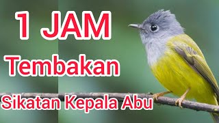 Download lagu Sikatan Kepala Abu mp3 Download lagu Sikatan Kepala Abu mp3