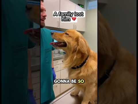 My cat brought home a dog. In the middle of a snowstorm.