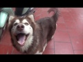 Trends Super Funny Popcorn Eating with My Cute Dogs ASMR Dog, viral!