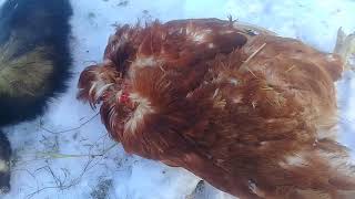 Как поймать курицу в огороде