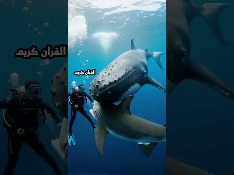 hamid ali zada | beautiful Quran recitation | Hub of bayan