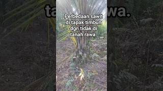 Download lagu The importance of embankments in swampy areas. #plantations #flooded oil palm #oil palm embankmen... mp3 Download lagu The importance of embankments in swampy areas. #plantations #flooded oil palm #oil palm embankmen... mp3