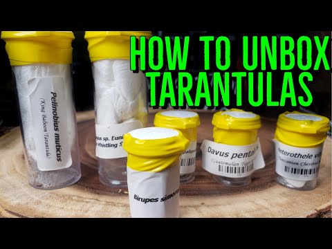 DON'T KILL YOUR NEW TARANTULA! - How To Unbox Spiders