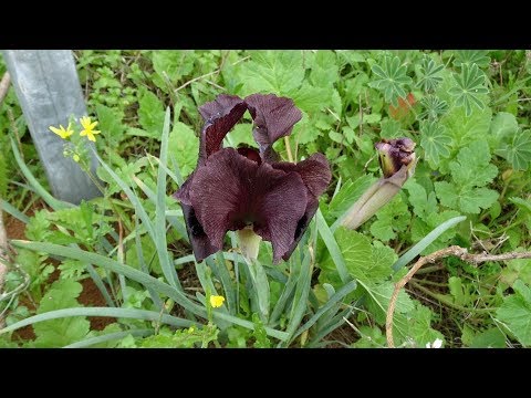 Purple Iris Reserve. Netanya, Israel