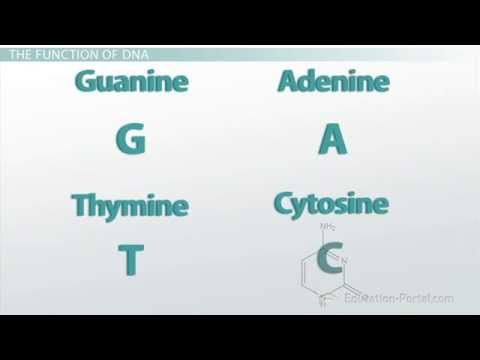 DNA: Complementary Base Pairing