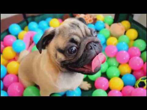 Le Zap De Spion N°234