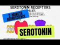 2 Minute Neuroscience Serotonin