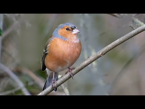 The Dawn Chorus