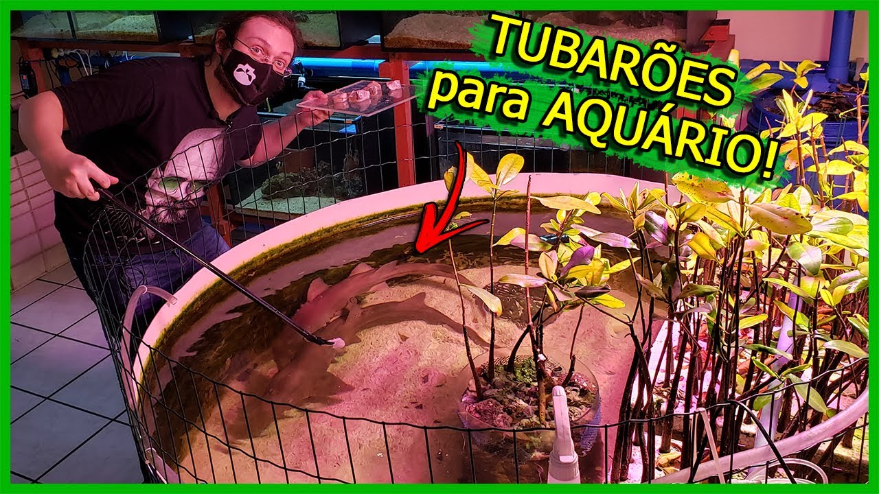 Visitei um Criador de TUBARÕES para AQUÁRIO! - AquaSmart