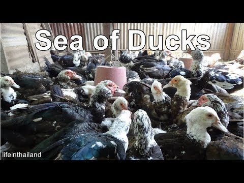 download lagu mp3 mp4 Buy Muscovy Duck Online, download lagu Buy Muscovy Duck Online gratis, unduh video klip Buy Muscovy Duck Online