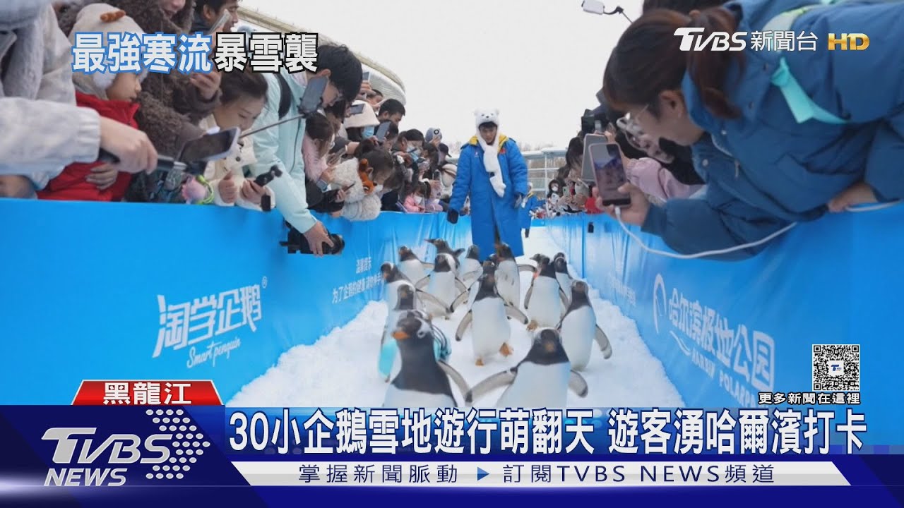 30小企鵝雪地遊行萌翻天　遊客湧哈爾濱打卡