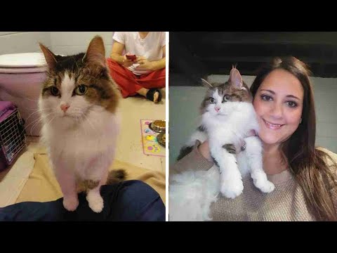 Cat Who Lost Two Owners Surprised Everyone With Her Reaction