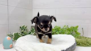 チワワ(ロング)の動画01