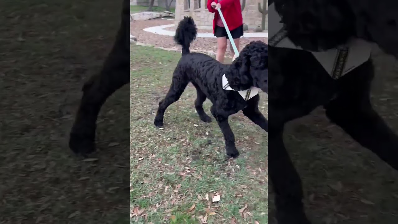 Enlarge Bentley, an adopted Goldendoodle in Brentwood, TN video 3/6