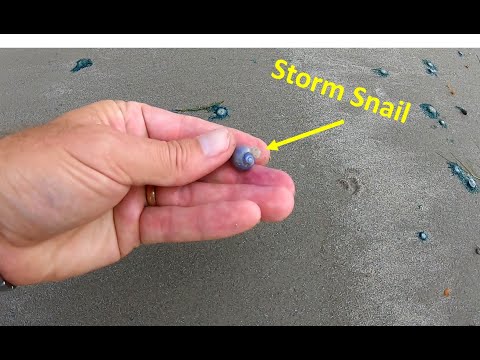 #Beachcombing - Blue Buttons and Storm Snails Washing Up on Beach!