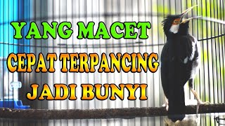 Download lagu PANCINGAN JALAK SUREN MACET BUNYI, JALAK SUREN GACOR mp3 Download lagu PANCINGAN JALAK SUREN MACET BUNYI, JALAK SUREN GACOR mp3