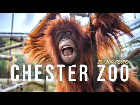 Chester Zoo Tour | The UK's Best Zoo?
