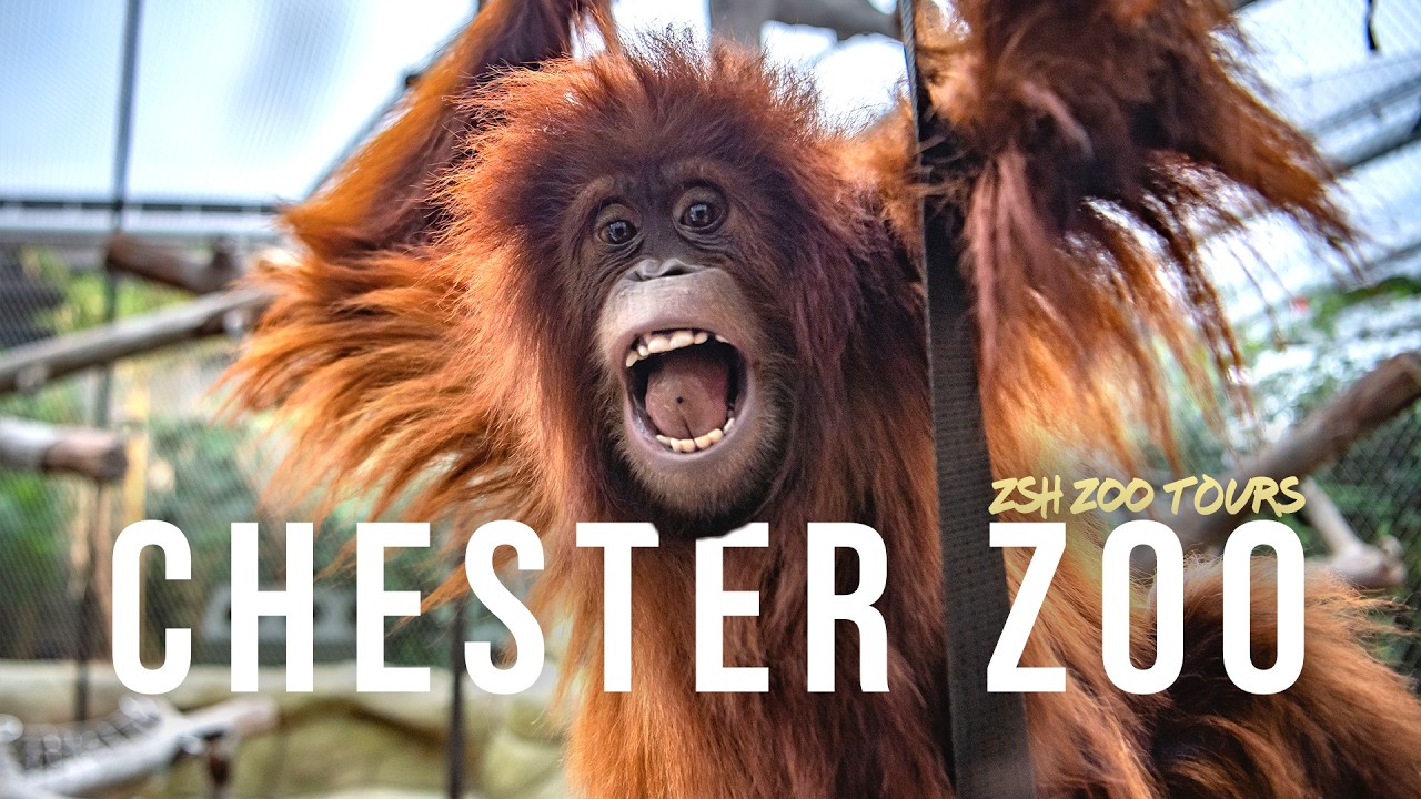 Chester Zoo Tour | The UK's Best Zoo?