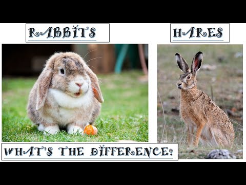 Rabbits and Hares- What's the difference? | Differences between Rabbits and Hares.