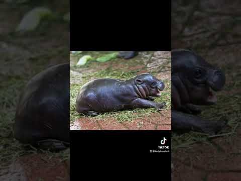 Les animaux que vous n'avez pas vus bébés