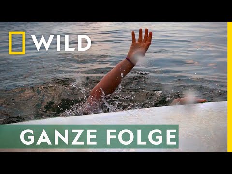 Florida in Angst - Ganze Folge | Hai auf Angriff