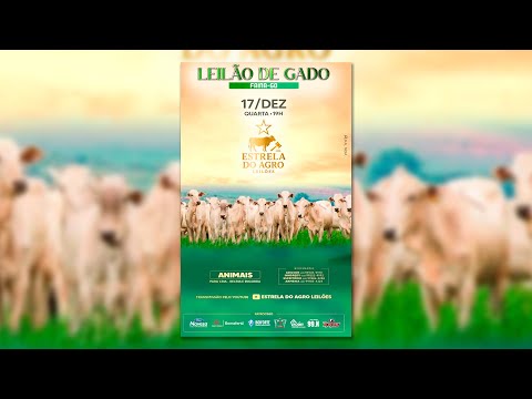 LEILÃO GADO DE CORTE ESTRELA DO AGRO LEILÕES  FAINA-GO 17/12/2025 | Leilão ao Vivo - Leilão de Gado