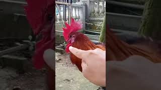 Download lagu ciri-ciri ayam pelung asli || awas jangan salah pilih. ini yang bagus mp3
