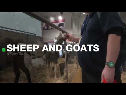 EuroTier 2022 - Schafe und Ziegen / Sheep and Goats