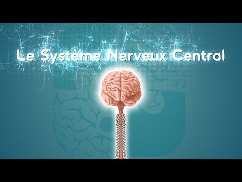 Neurolexicon #2 - The Central Nervous System