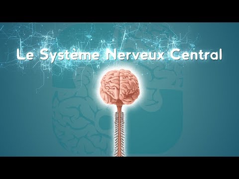 Neurolexique #2 - Le Système Nerveux Central
