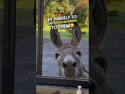 He’s literally donkey from Shrek looking for waffles 😂❤️ #shorts