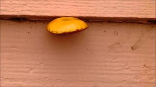 Mushrooms growing on the side of a house