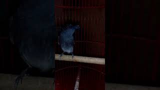 Download lagu Burung tali pocong / sriwang mp3 Download lagu Burung tali pocong / sriwang mp3