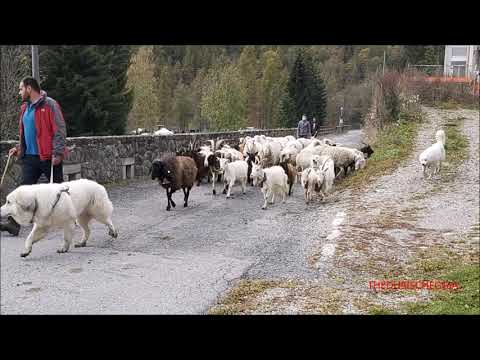 TRANSUMANZA DI CAPRE E PECORE ALLA FIERA DI S. MARTINO A CASTELDELFINO (CN) DOM. 18 - 10 - 2020.