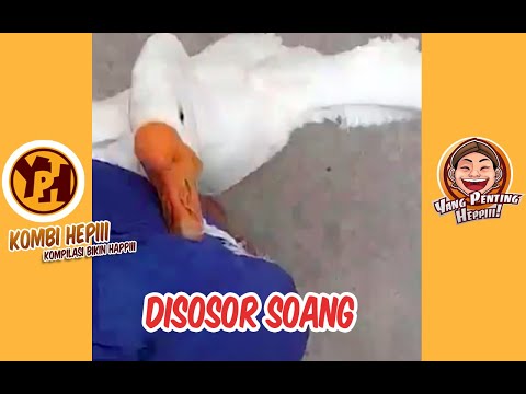 kombi-heppiii-disosor-soang