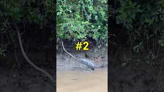 Download lagu Have you heard about the BIG 5 of Borneo?! 🤯 mp3 Download lagu Have you heard about the BIG 5 of Borneo?! 🤯 mp3