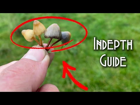 Liberty Cap | Identification Features