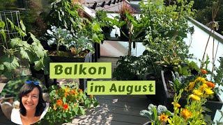 Balkon im August - Balkongarten Vlog - Balkongarten im August - Balkongarten Rundgang