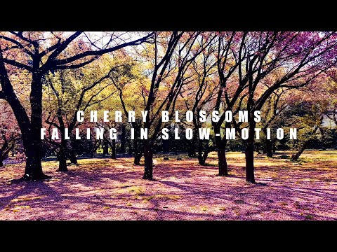 [4K] Falling Cherry Blossoms In Slow-Motion