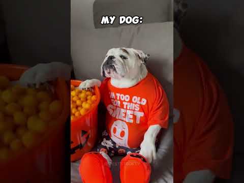 Other Dogs vs My Pets #dog #puppy #animals #pets #cat #funny #fun #doglover