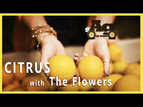 So sweet! Citrus in the Rio Grande Valley- EP 10